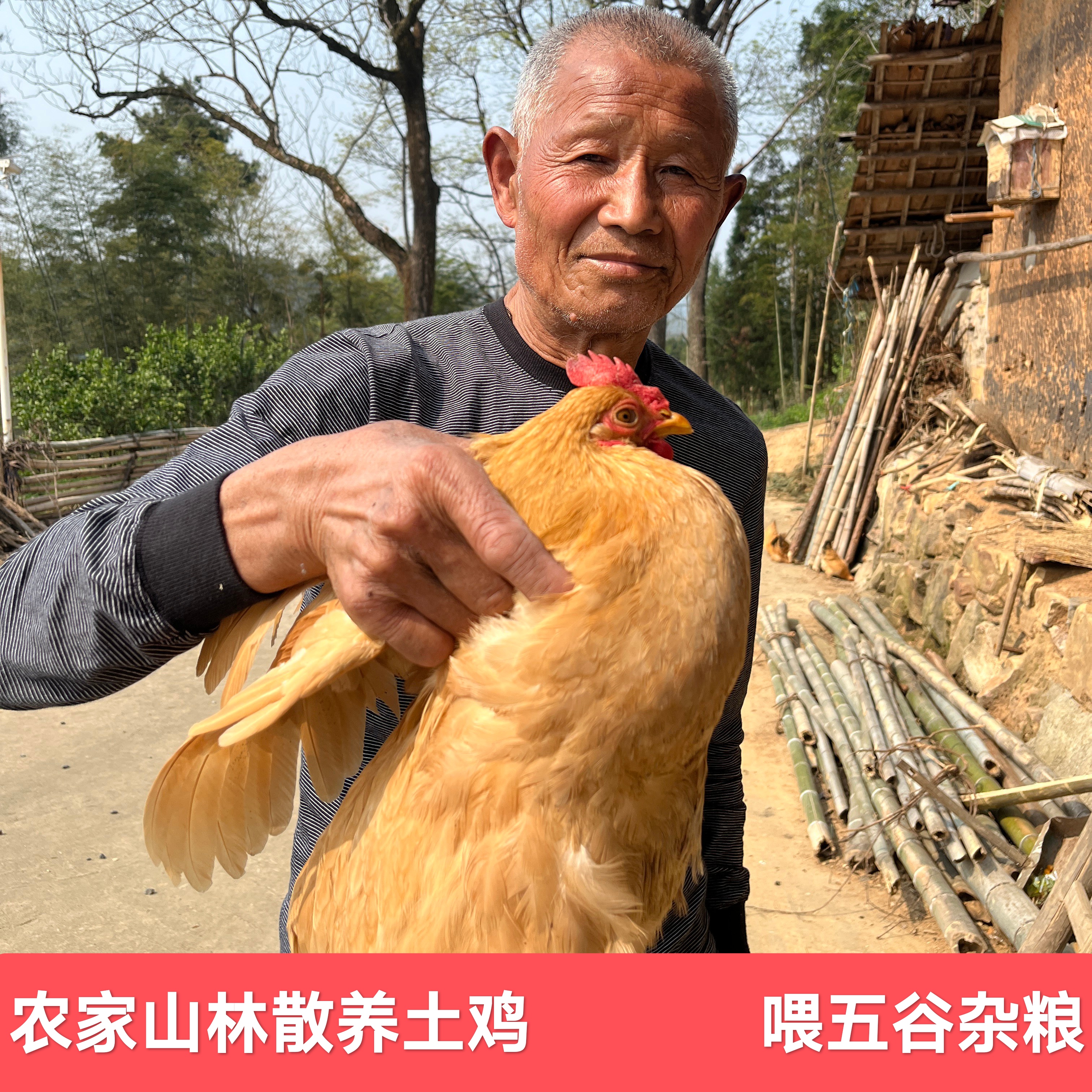 散养母鸡两只【养400天】顺丰包邮 现杀现发 不支持7天无理由退货