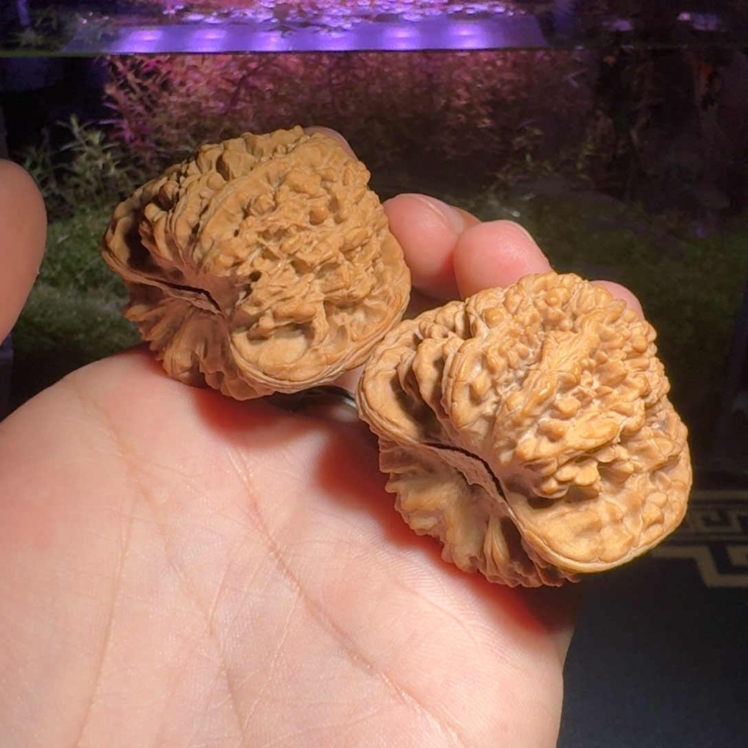 993号44满天星文玩核桃