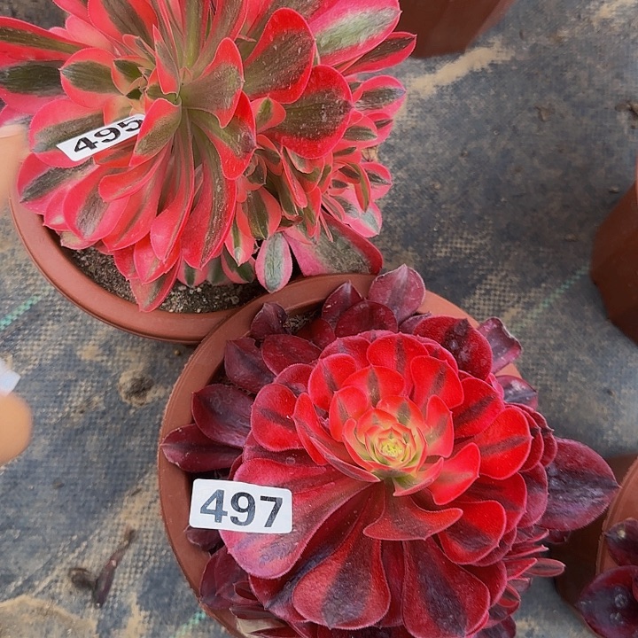 495.497粉女巫加美杜莎嫩桩