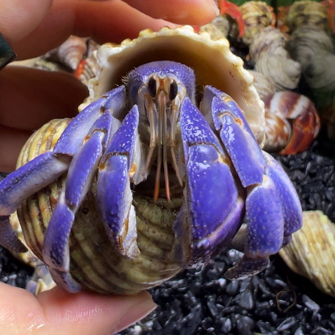 陆生寄居蟹29号拍品