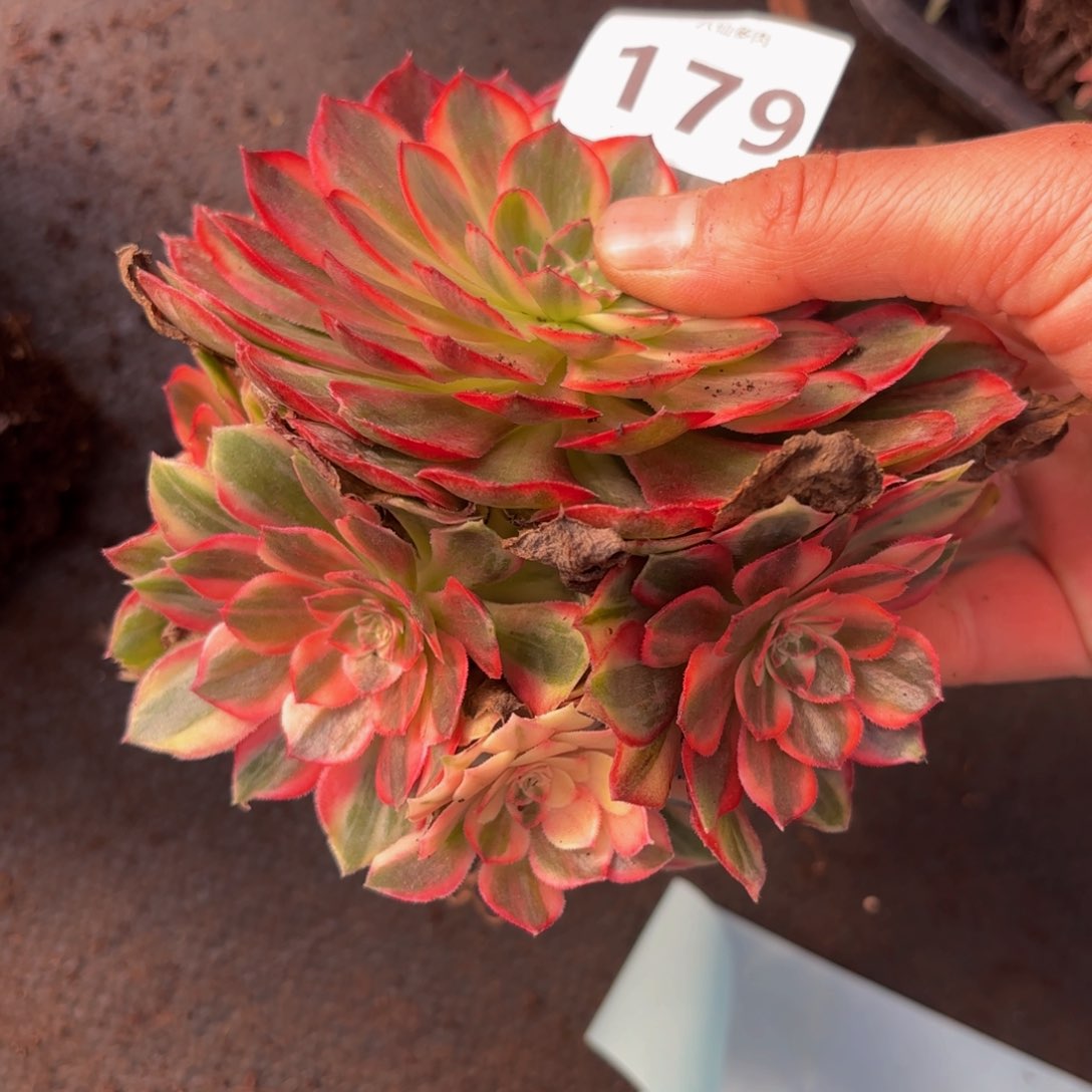 179多肉植物黑膜锦迷你