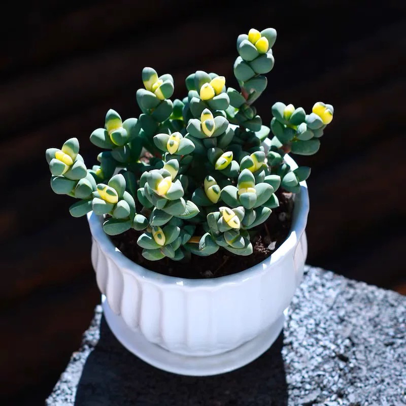 （凑满15包邮）金玉鹿角多肉植物群生盆栽室内绿植 