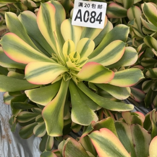 紫***晶084香妃法师不包断枝