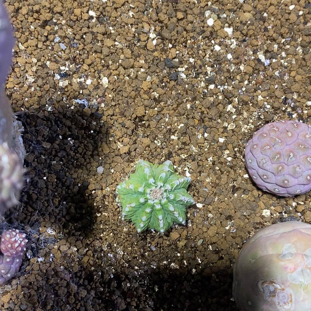 仙人球自根花笼美