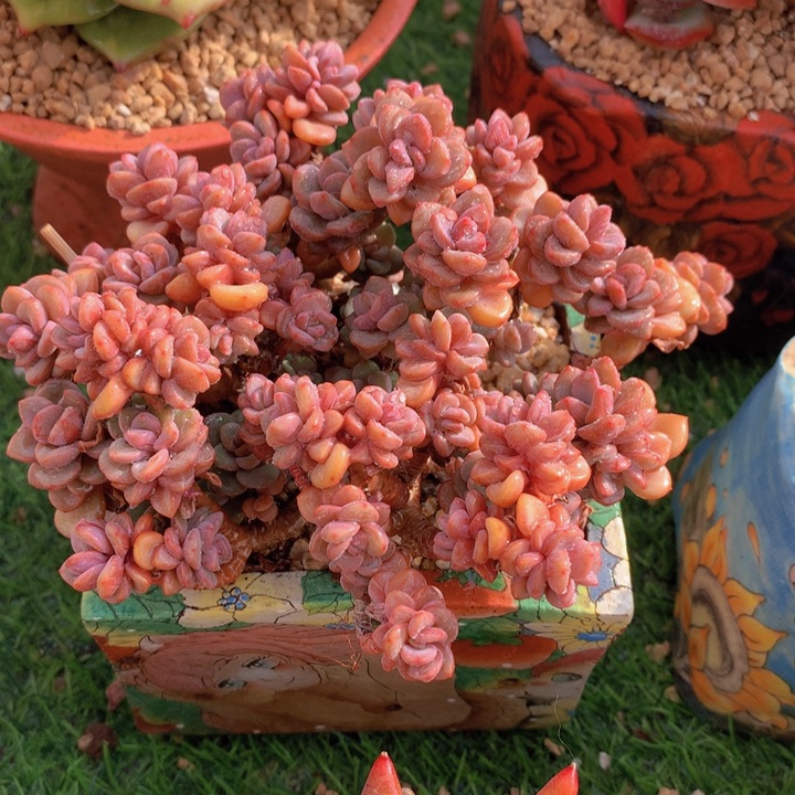 松露美人13 公分一物一拍