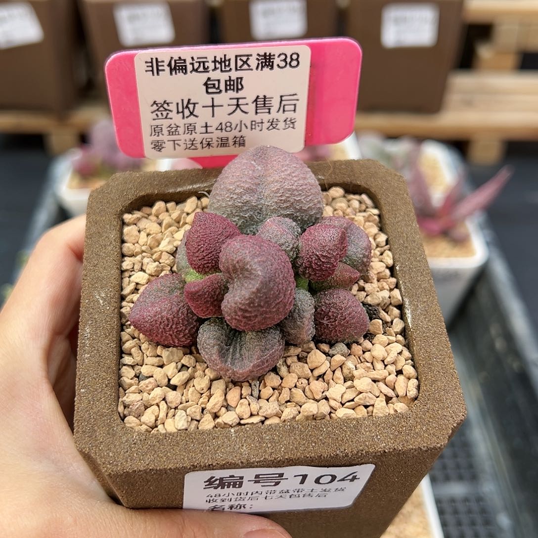 104水蜜桃多肉植物