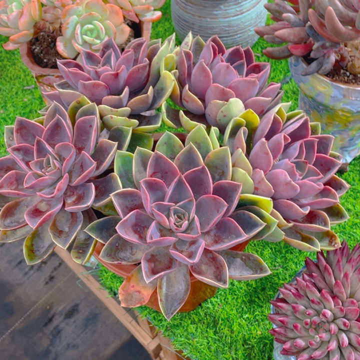 谢谢你的支持00000038.9