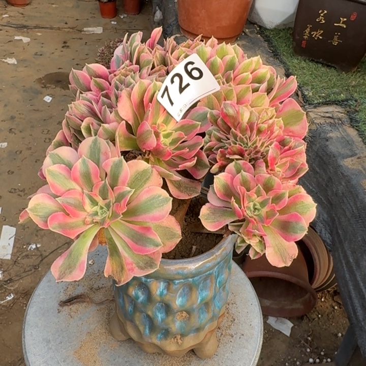 糖果女巫自然朵朵缀化726