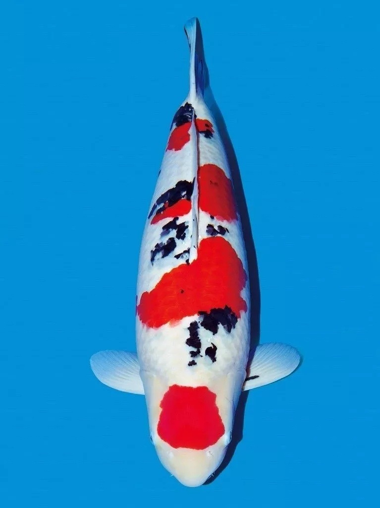 【锦鲤】精品锦鲤大正锦鲤丸点大正阪井大正丹三穴墨大正淡水观赏鱼