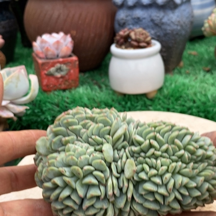 白胖子缀化整无砍多肉