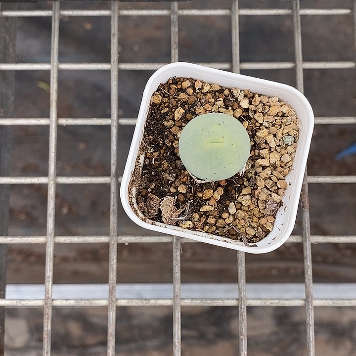 军***活漂亮仙人球一物一拍