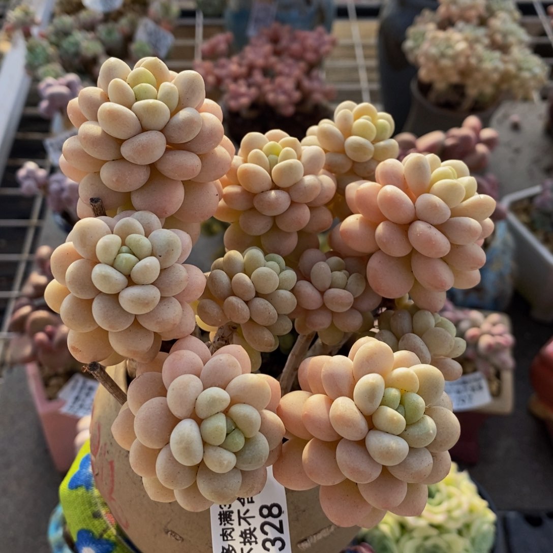 洛可可328/10cm多肉