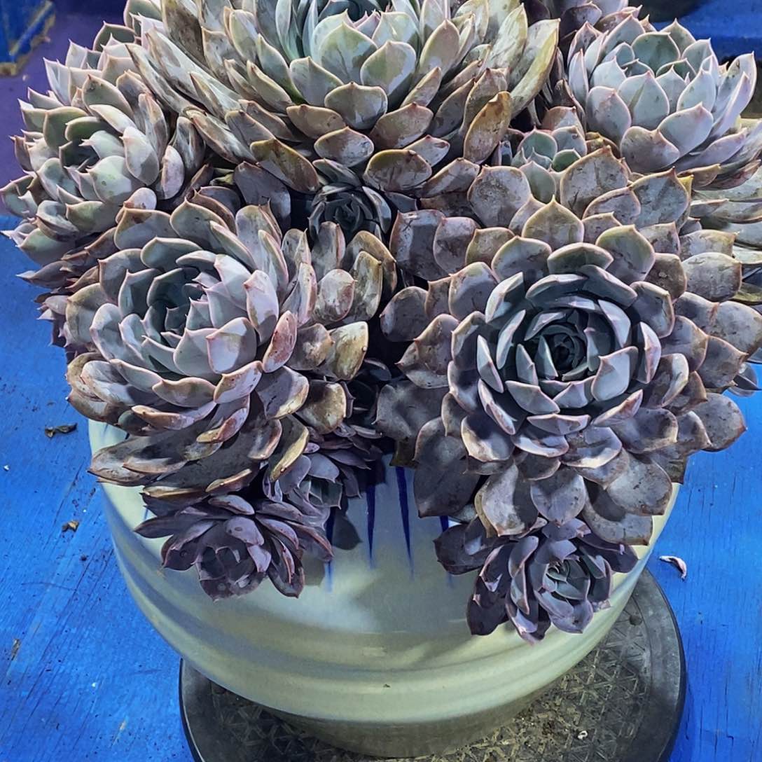 紫月多肉植物多肉