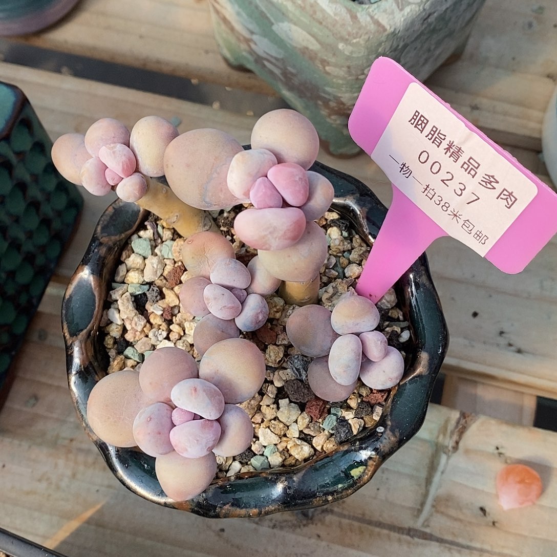 237天最楼魔芋小雨小雨图