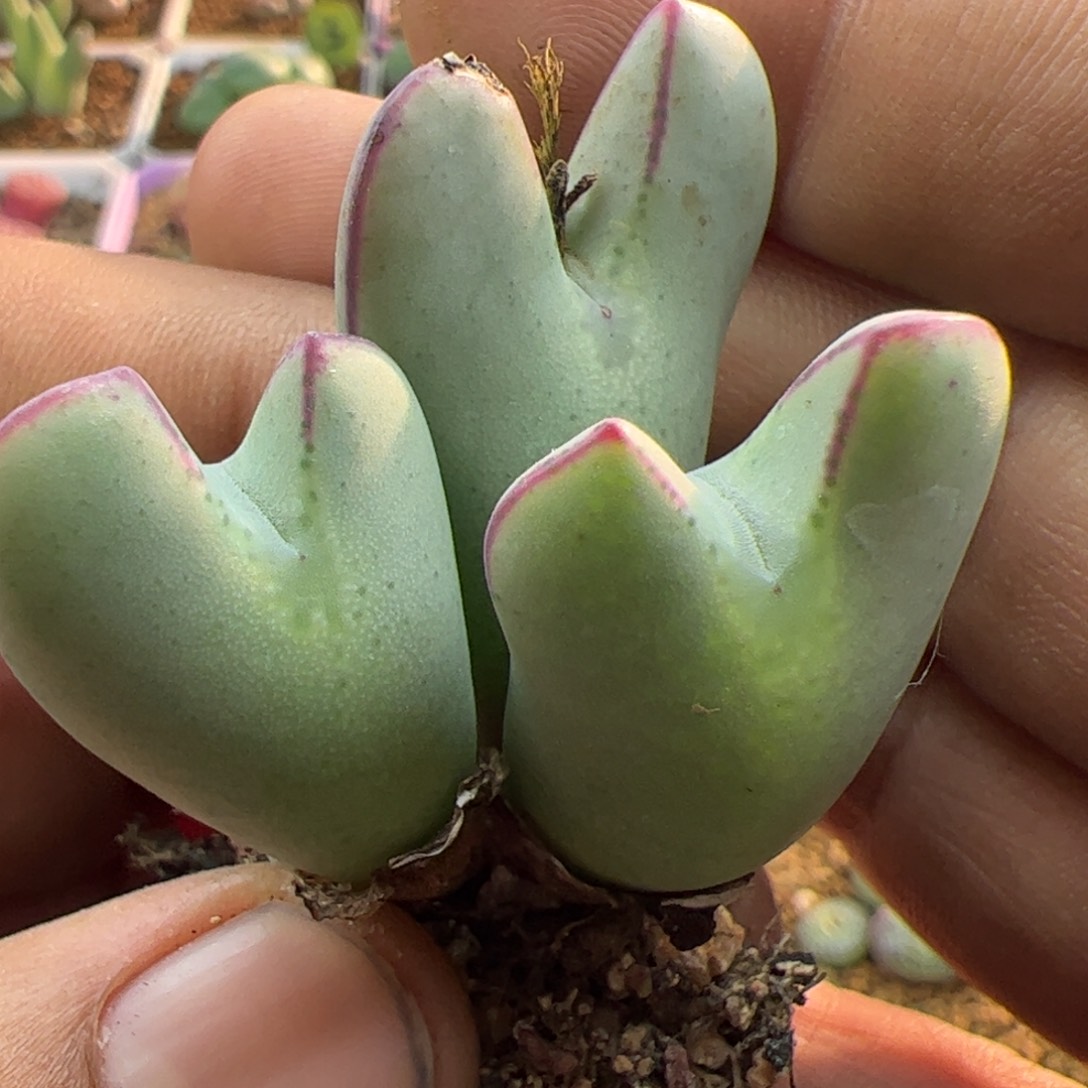 大家过年好22899