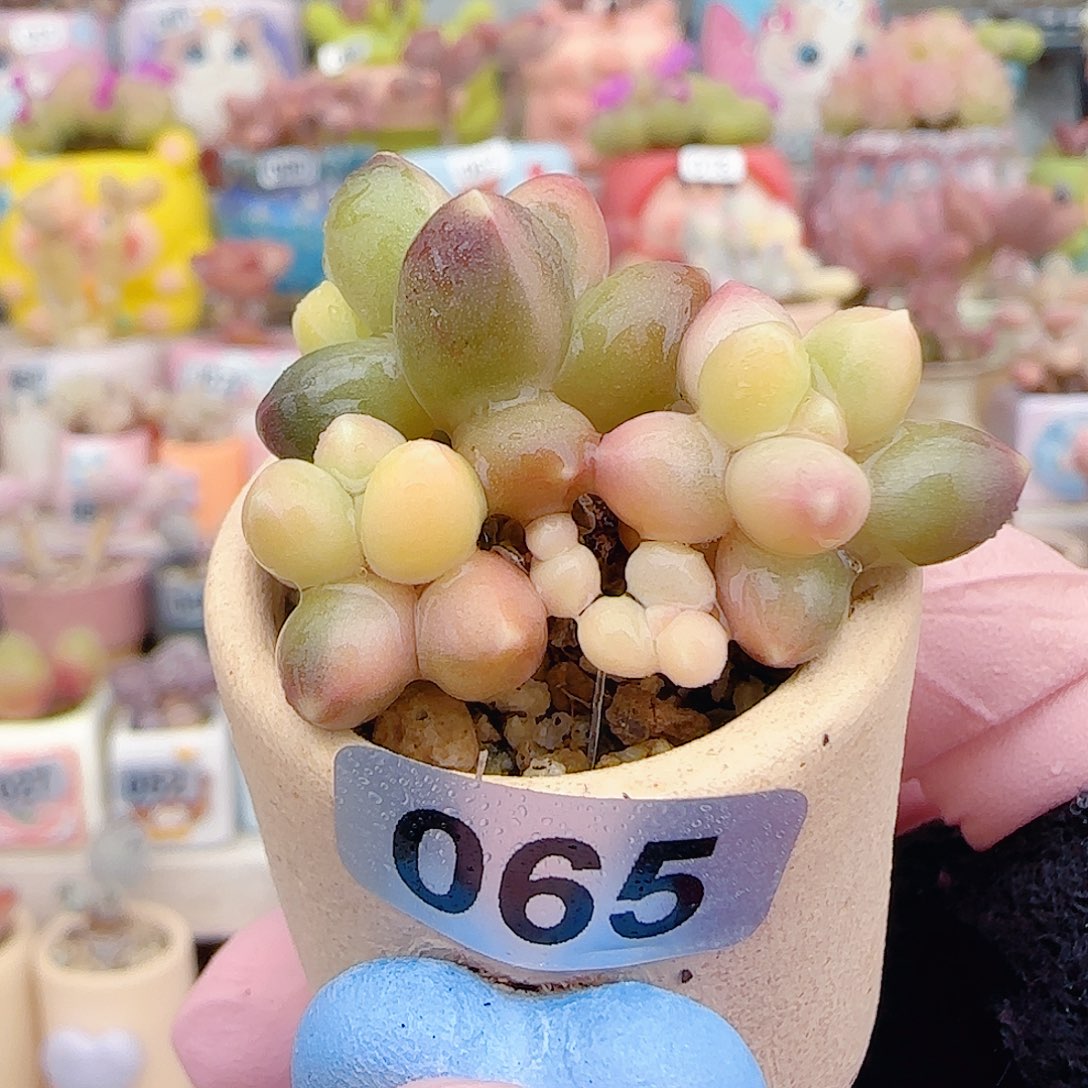L天空美人锦 盆口3cm