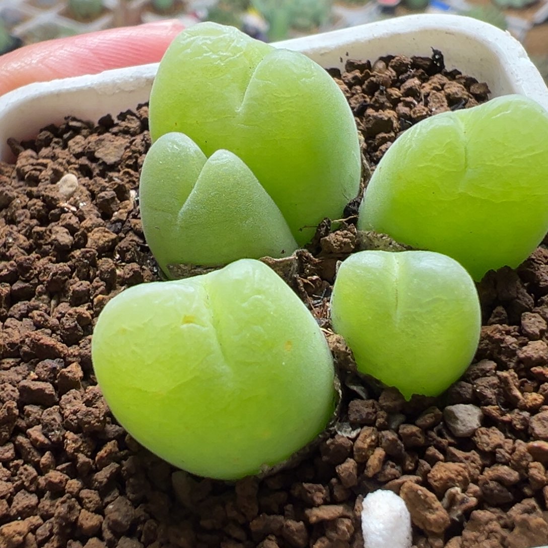 541多肉植物种类多样