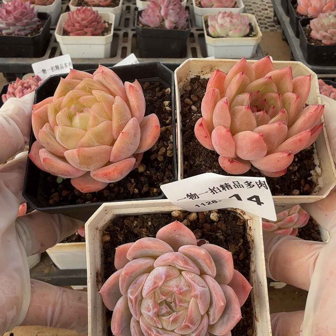 1128-14三颗珍妮组合