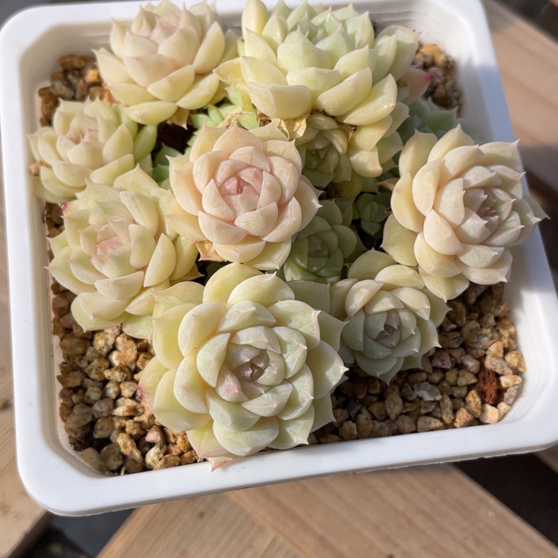 1017山茶花女王群优选