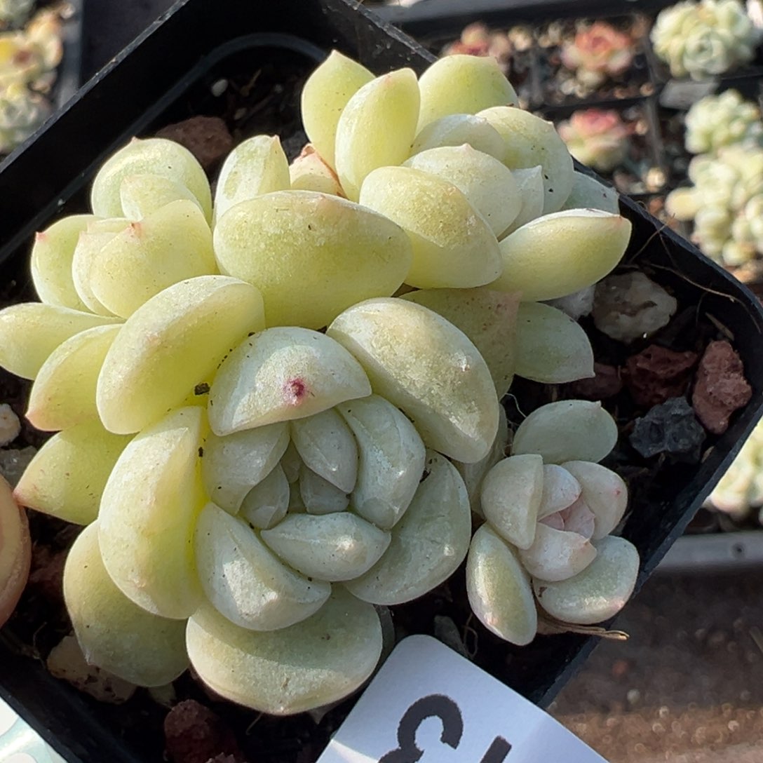 小卡拉米糖心一物一拍29-113