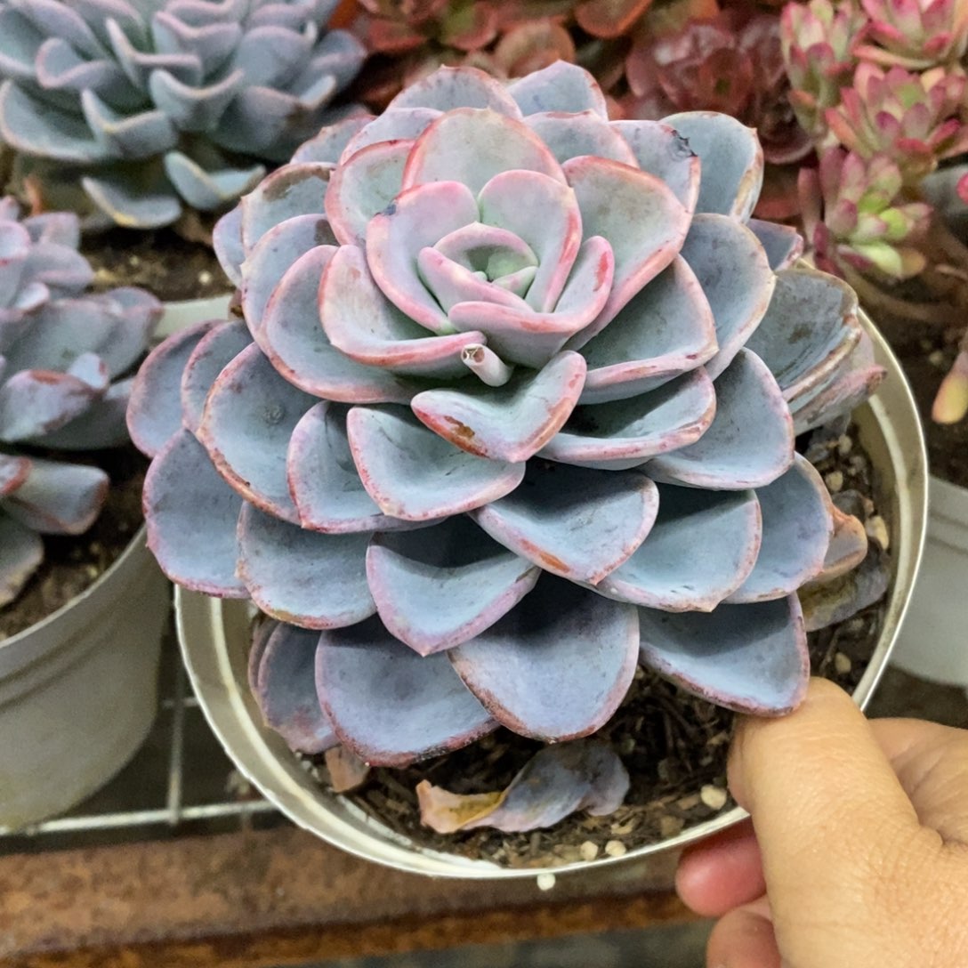 美尻大单头老桩一盆