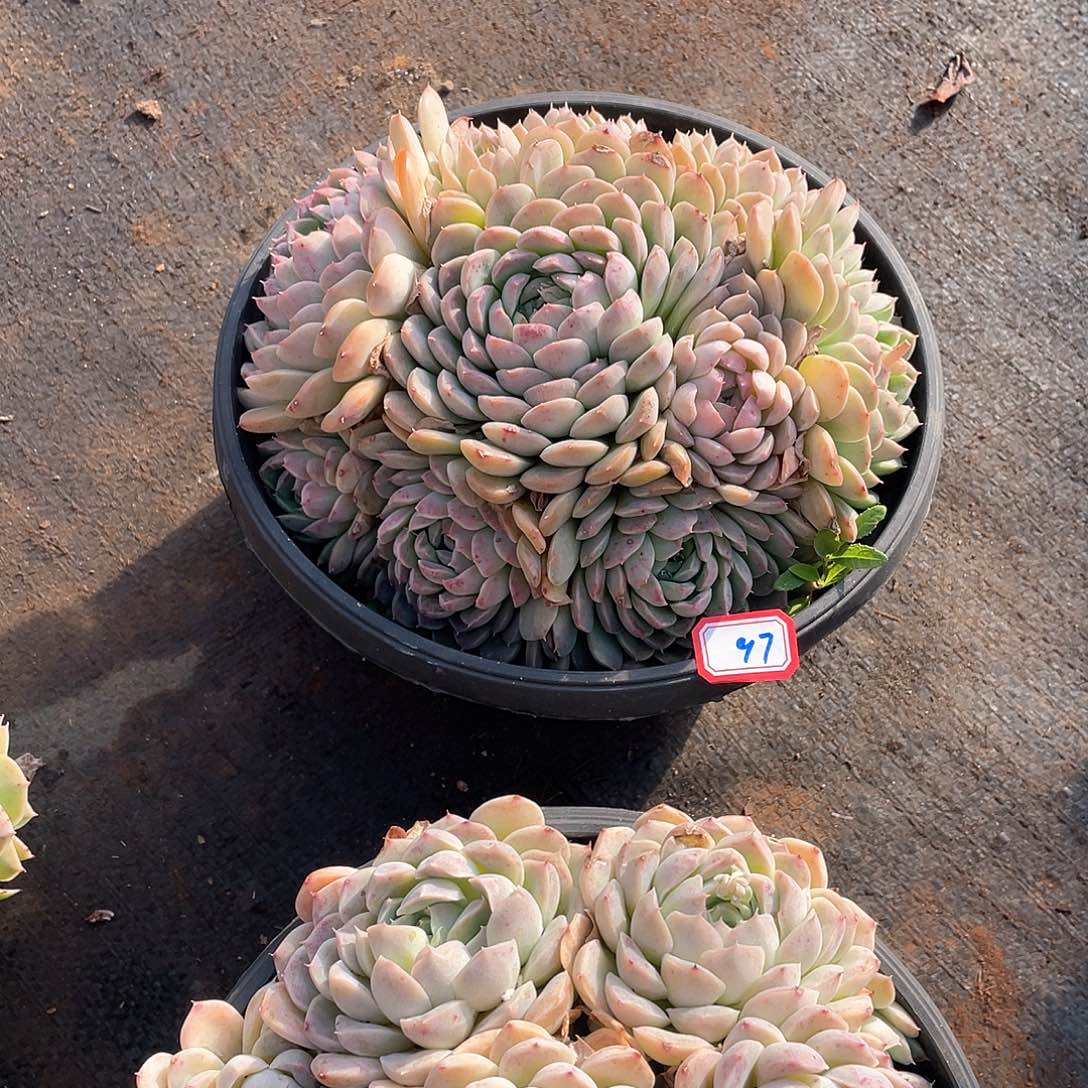 97 杂 一物一拍多肉