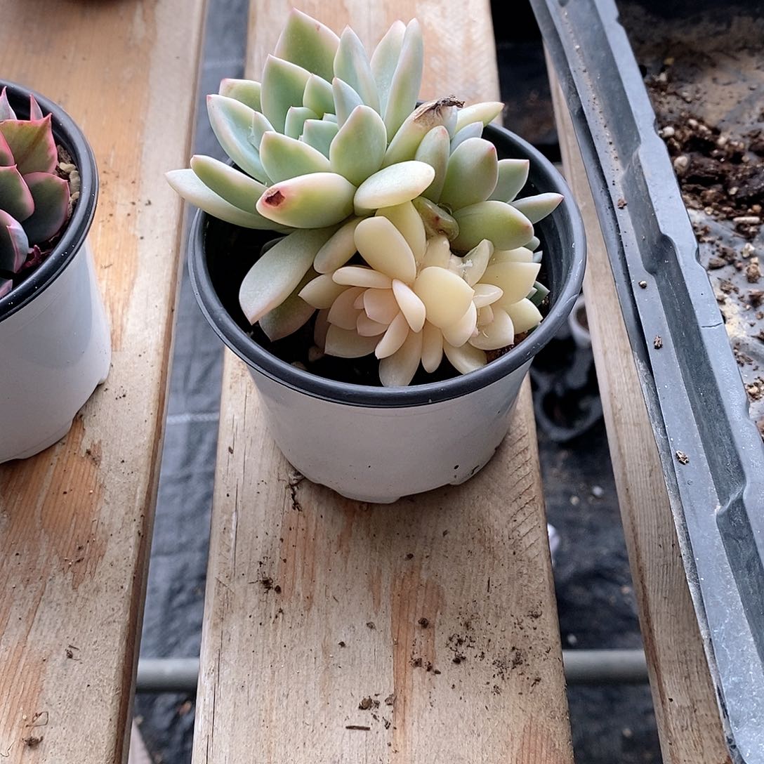 橙梦露锦多肉植物老桩