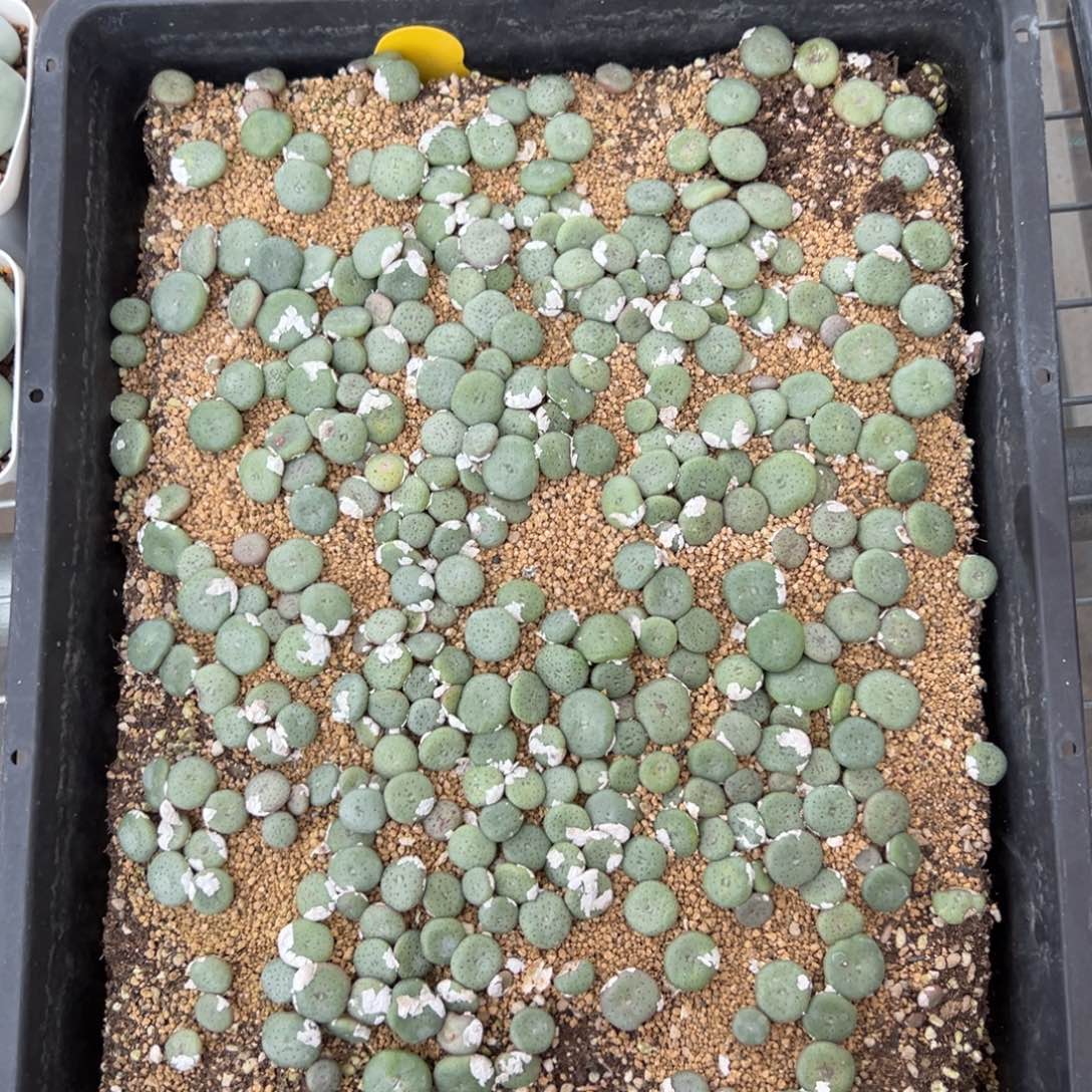 量拍巨饼小苗一颗