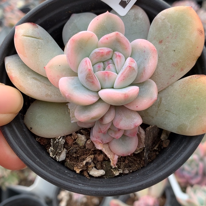 无花朵星影锦多肉1580