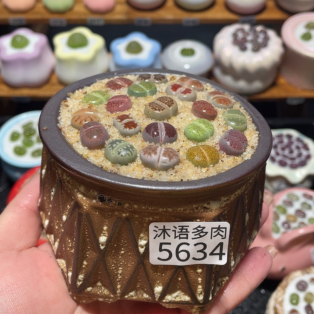 带盆土植物 一物一拍5634