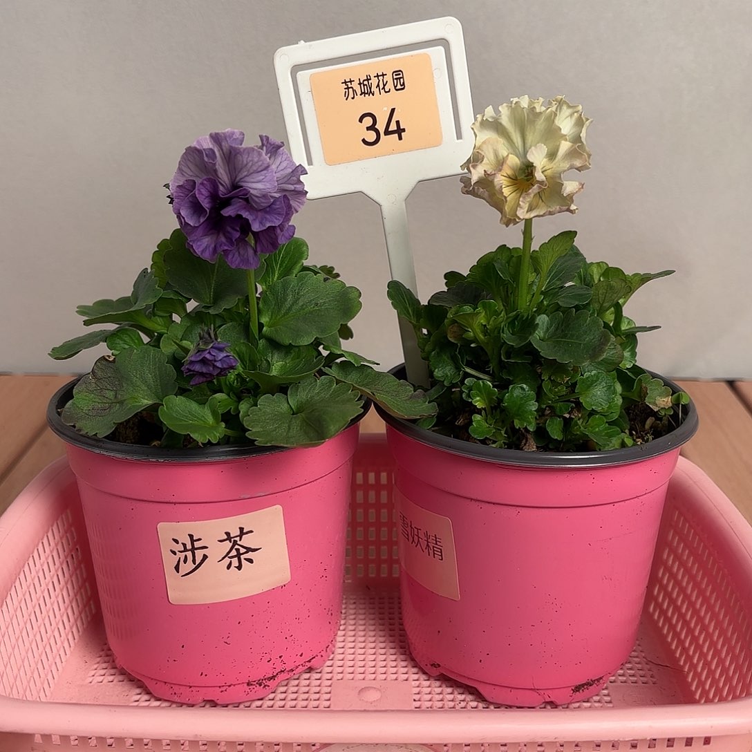 大部分开放少量花苞34