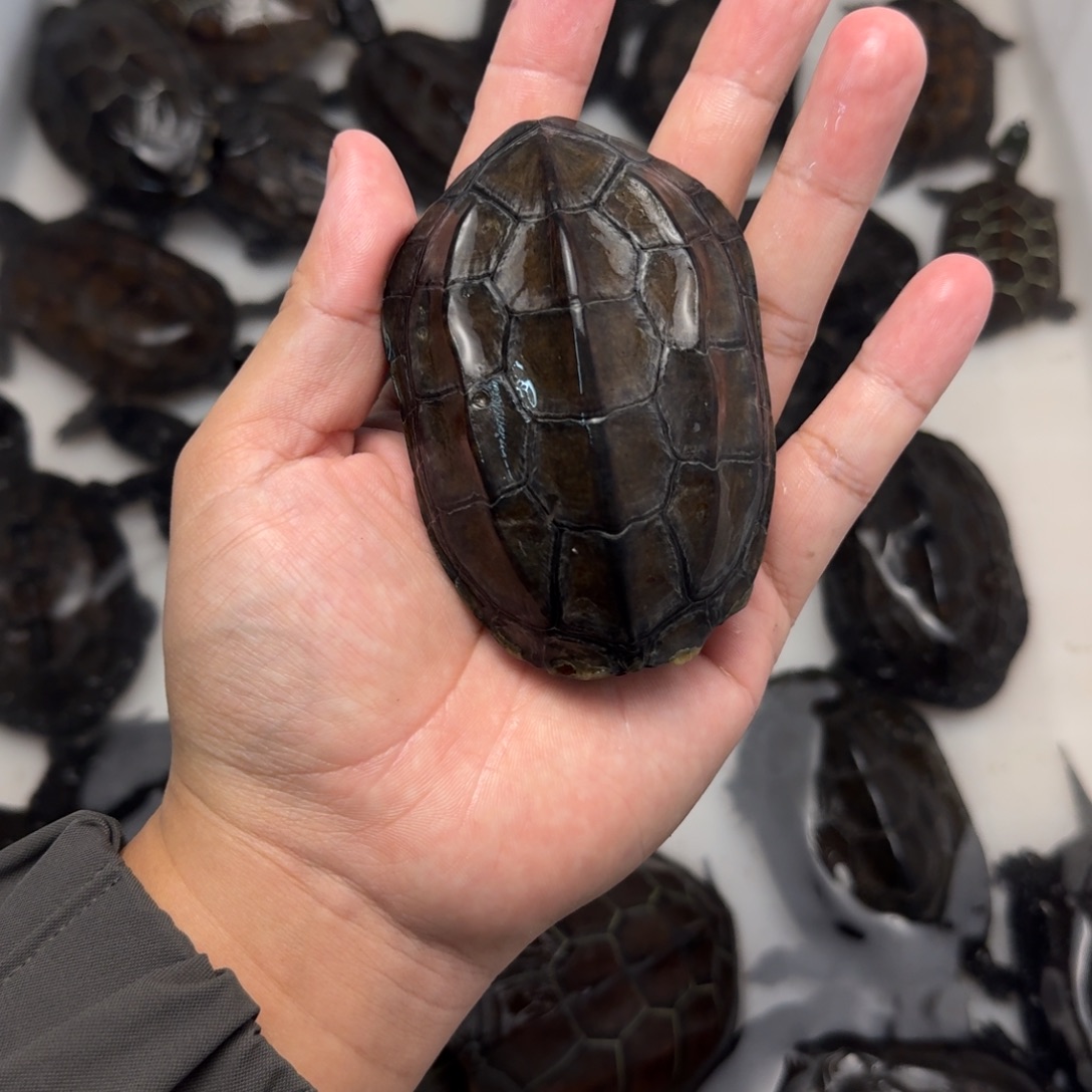 绿毛龟公苏北墨龟