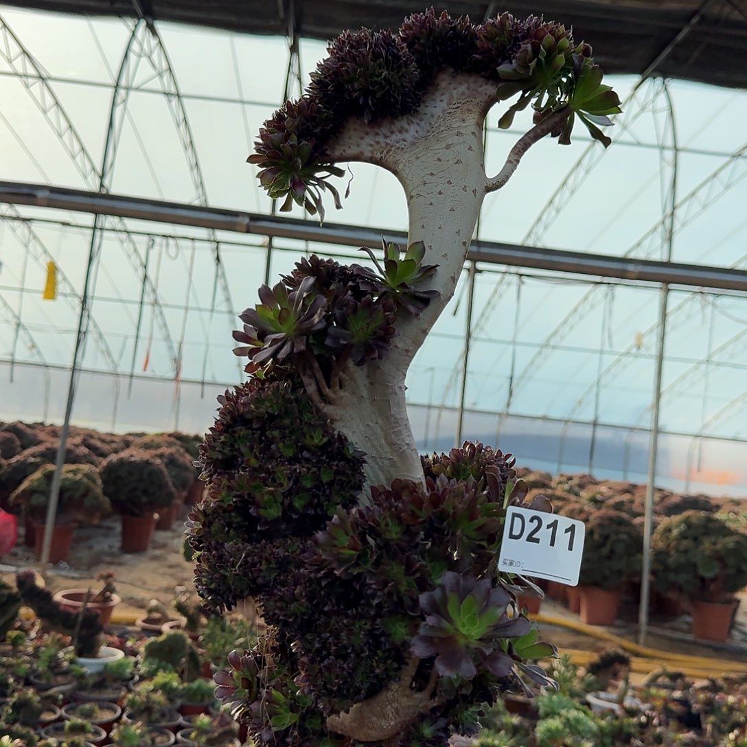 211黑法师朵朵有伤一颗