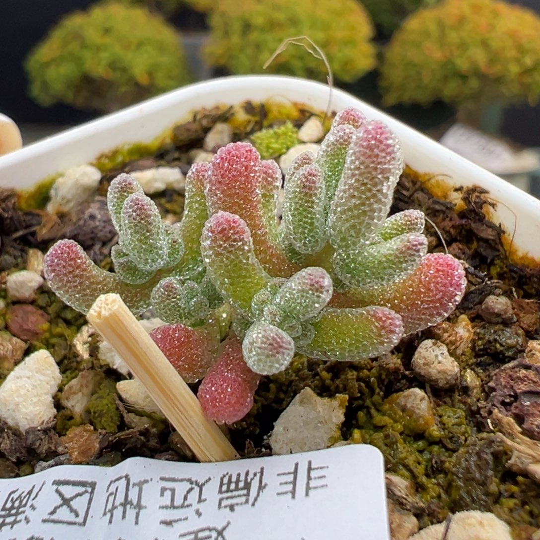 dy3975实生粉冰晶冠幅2.5cm