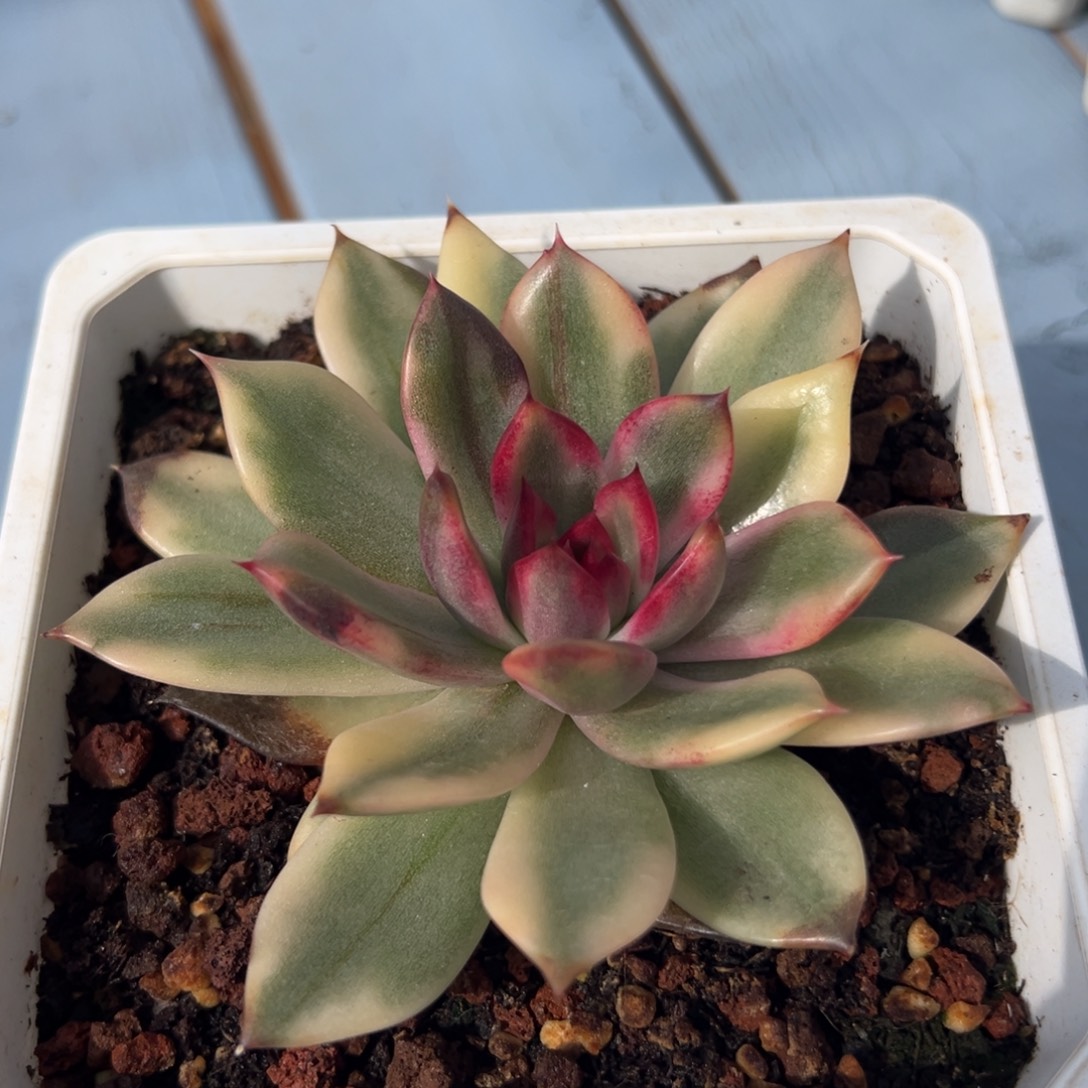 火焰山锦，覆轮锦多肉植物