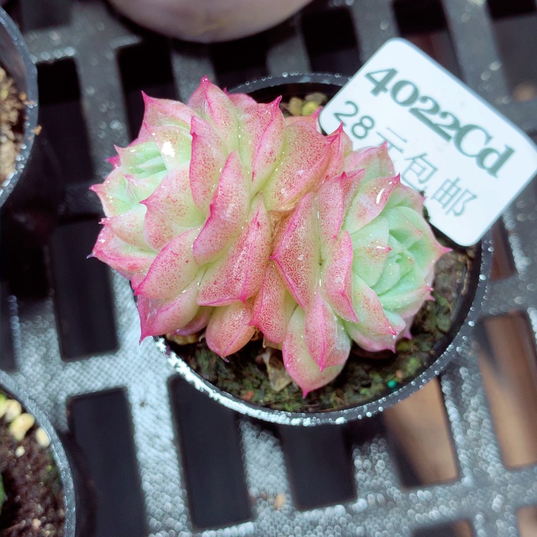 5厘米盆精控多肉4022