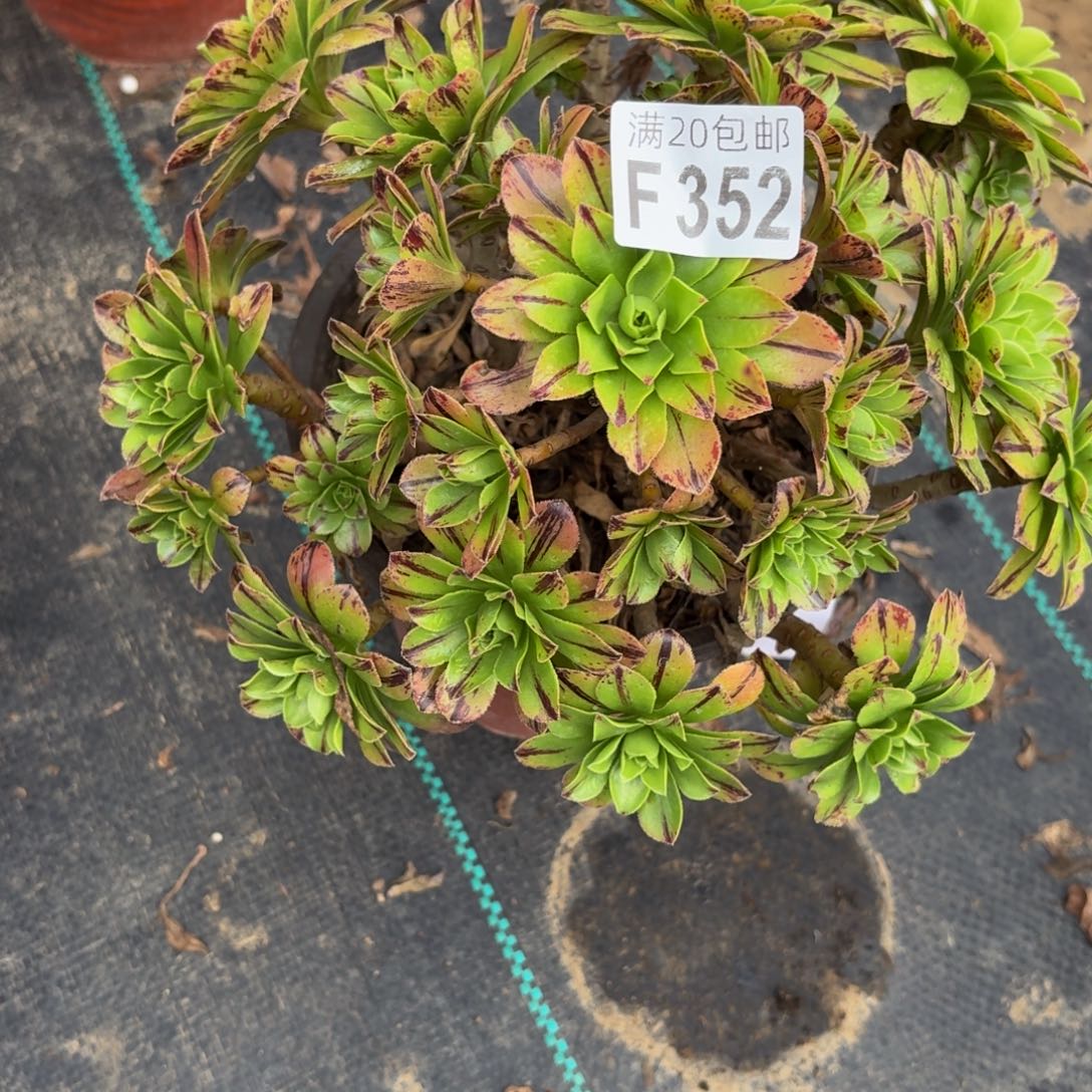 352多肉植物捧花的时候