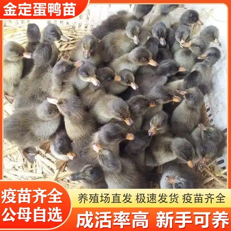 宠物鸭金锭鸭麻鸭绿壳蛋麻鸭绿头鸭金定鸭小麻鸭出壳3天左右发货