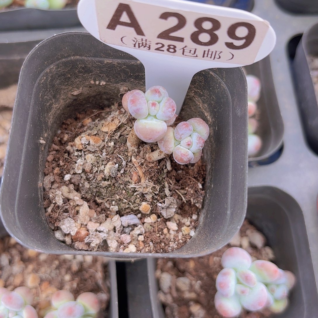 A289萤火虫一物一拍