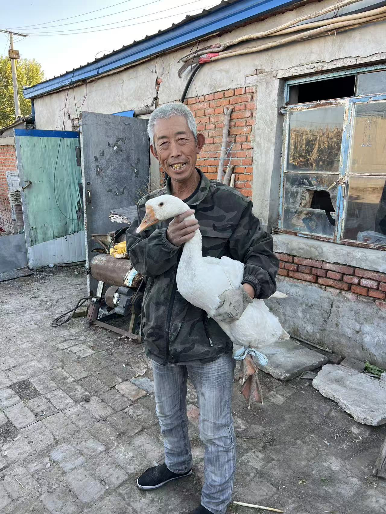 农村溜达鹅（无公鸡【带心肝）顺丰