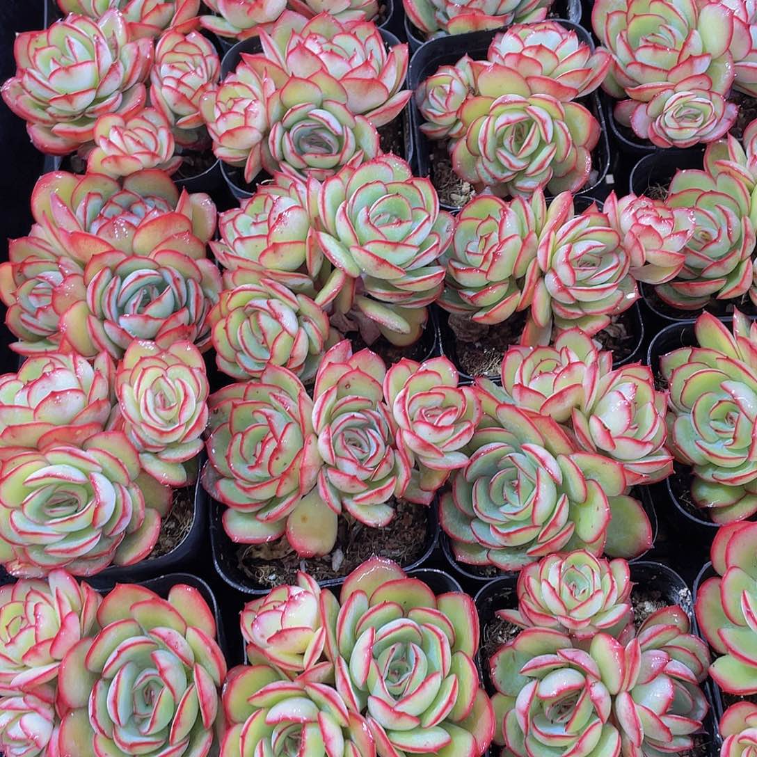 量拍150号 牡丹亭群生一个