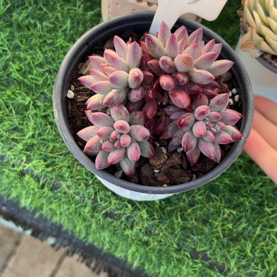 车厘子多肉植物保护