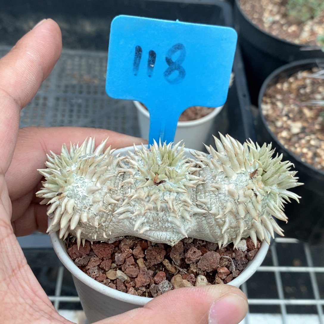 惠比须笑多肉植物