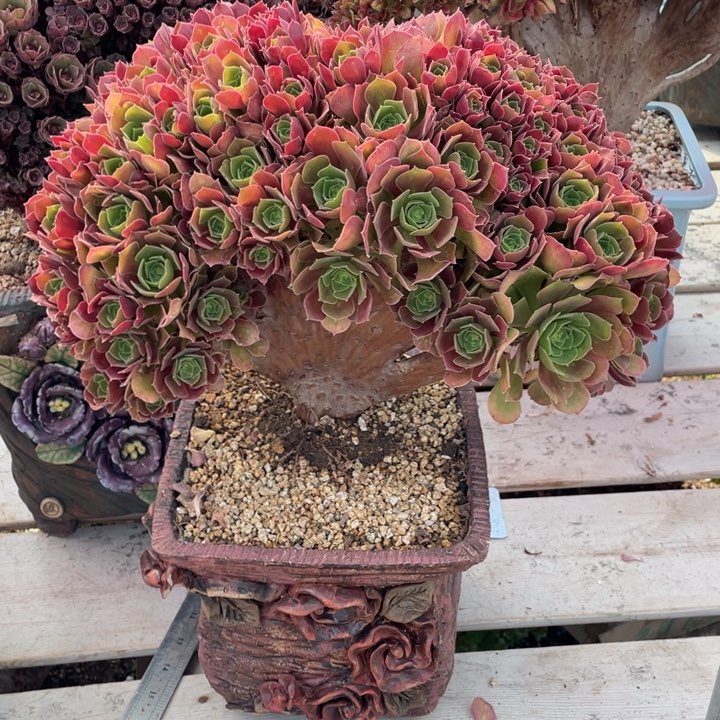 多肉植物的生长发育