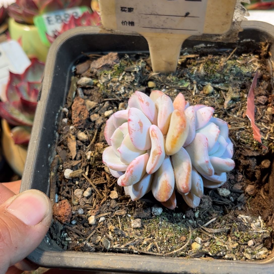 奶茶多肉植物881号多肉