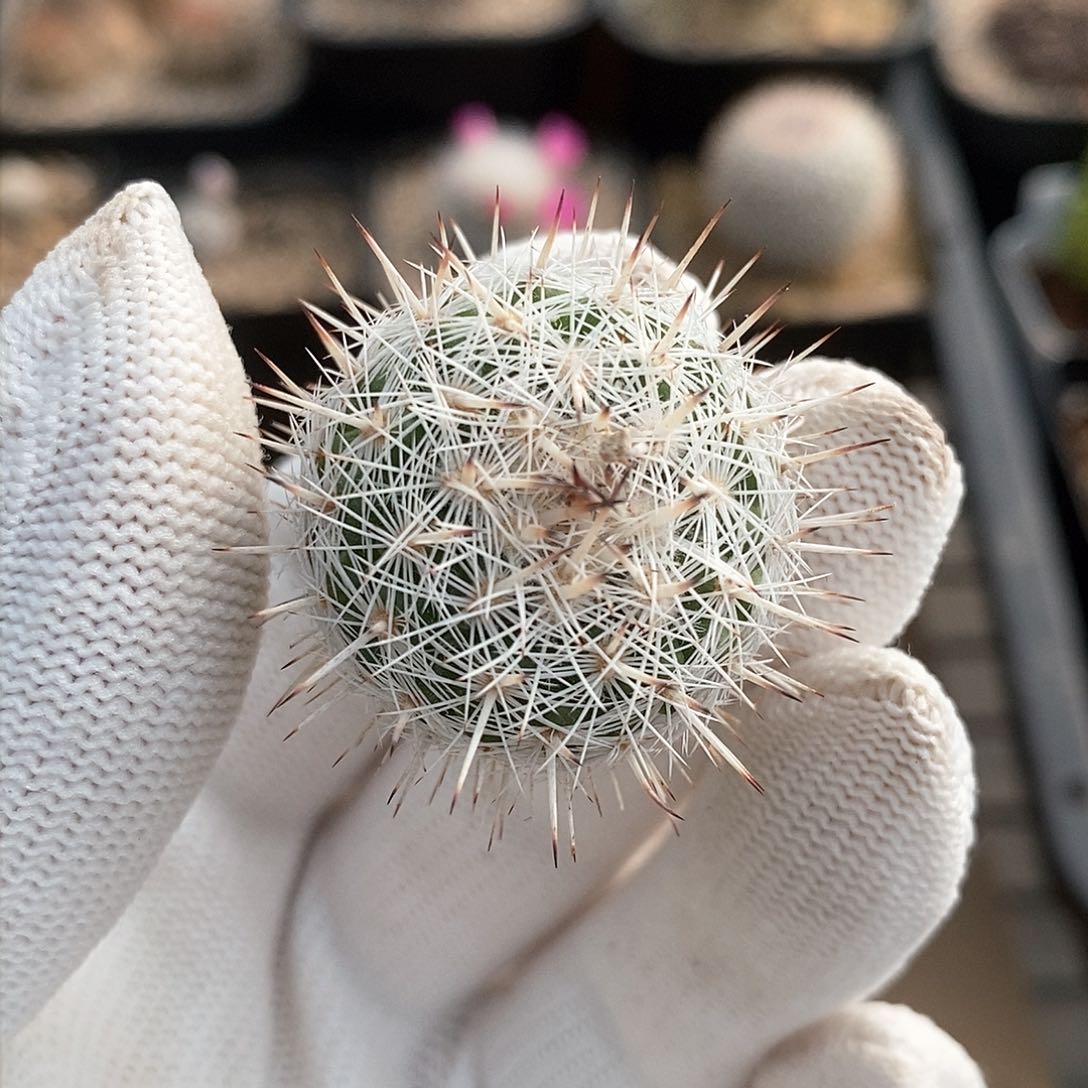 白王丸实生仙人球2.8公分