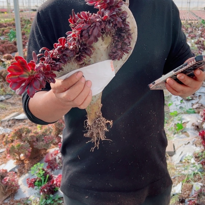 丽娜醉话32号多肉法师