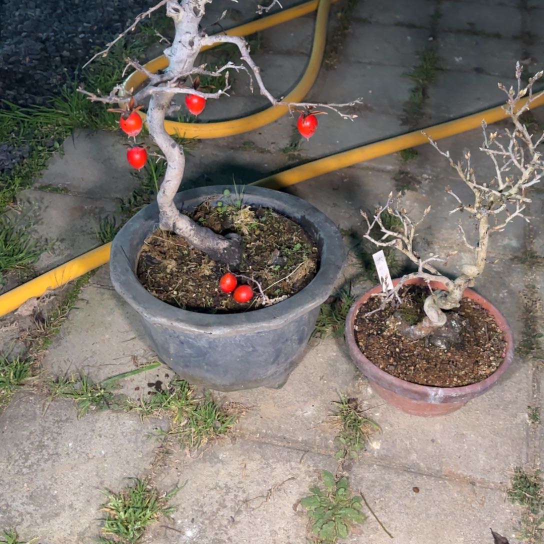 老***K新年快乐2颗高级鸭包邮到家