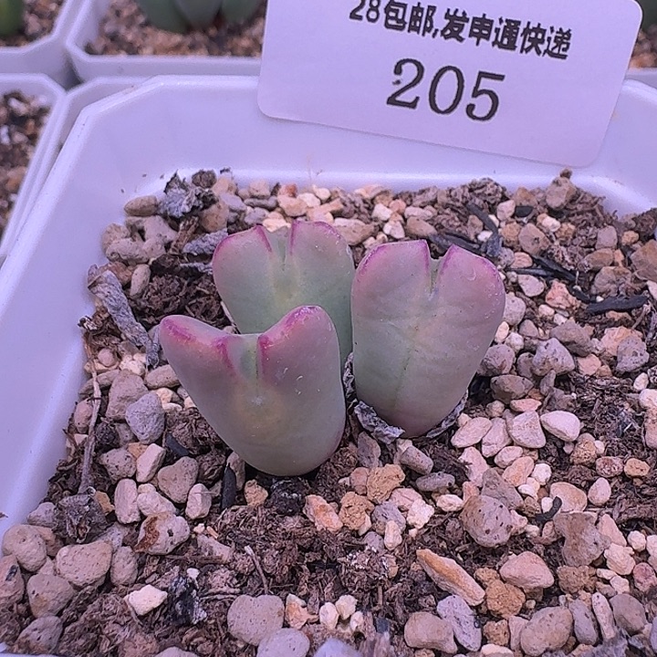 205很好呢扭扭捏捏