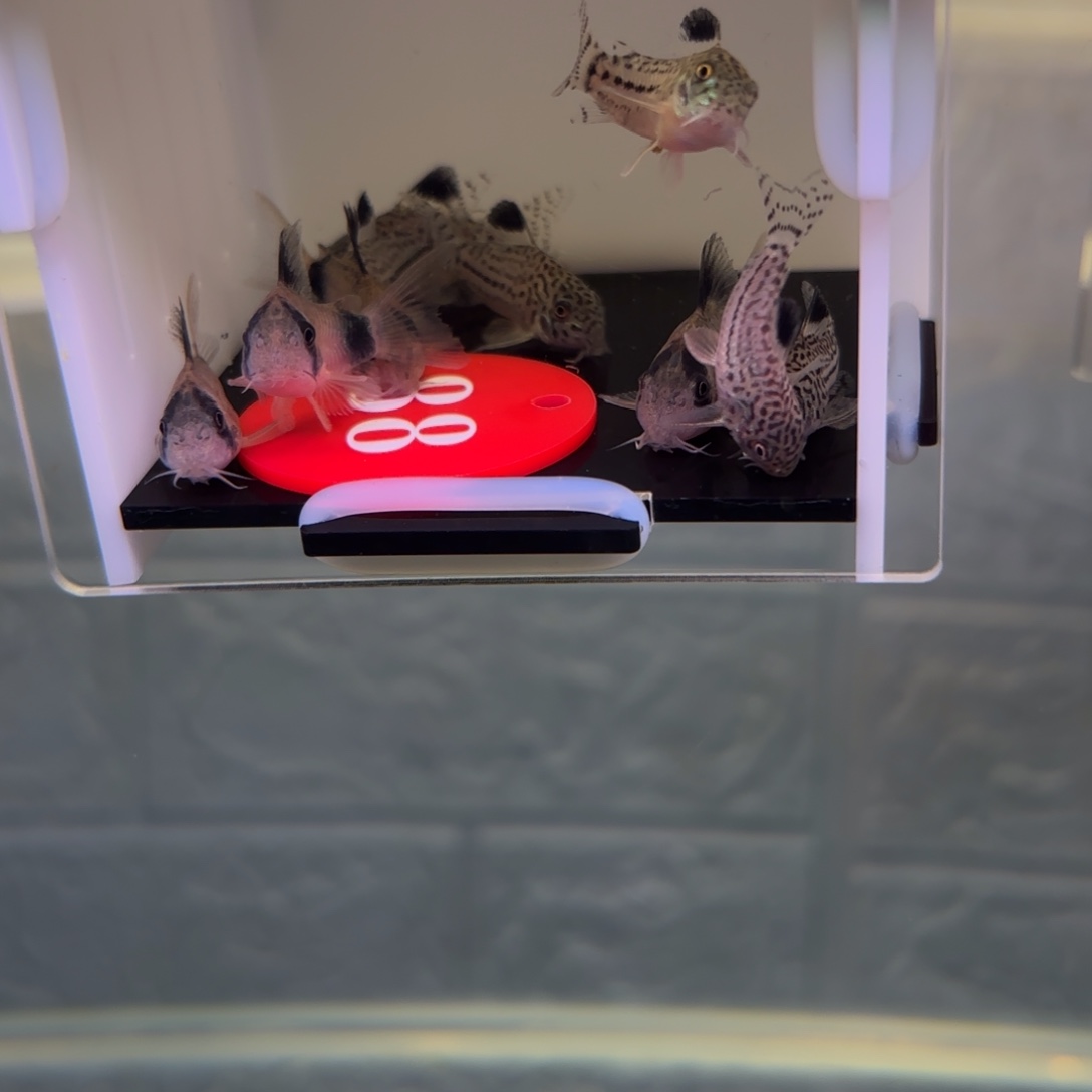 爱****清道夫鱼88号牌熊猫鼠4条，茉莉豹6条中通